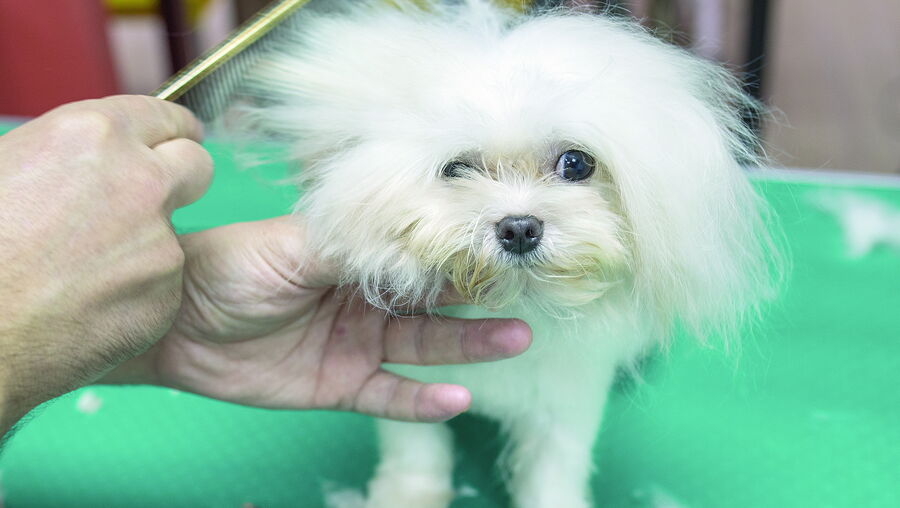 Grooming trata da estética canica