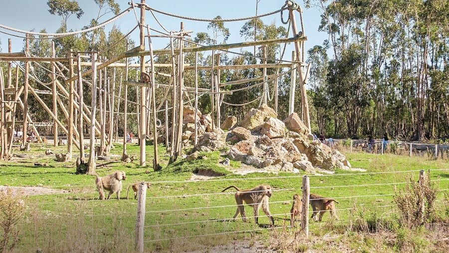 Badoca Park, em Santiago do Cacém